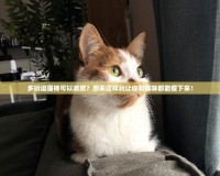 多玩逗貓棒可以減肥？原來這樣玩讓你和貓咪都能瘦下來！
