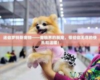 迷你羅特斯寵物——寵物界的新寵，帶給你無盡的快樂和溫暖！
