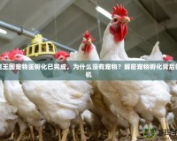 洛克王國寵物蛋孵化已完成，為什么沒有寵物？解密寵物孵化背后的玄機