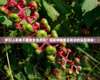 夢幻人參果不能完全洗點嗎？探索神秘果實背后的深層奧秘！