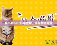 貓小帥36計(jì)打草驚蛇，揭秘營(yíng)銷奇謀