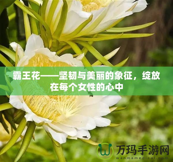 霸王花——堅韌與美麗的象征，綻放在每個女性的心中